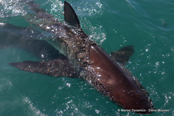 Bronze whaler shark, South Africa