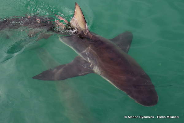 Bronze whaler shark, South Africa
