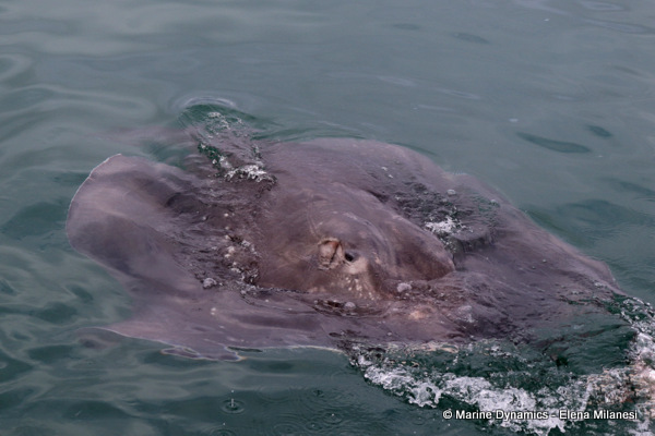 Short-tail stingray, South Africa