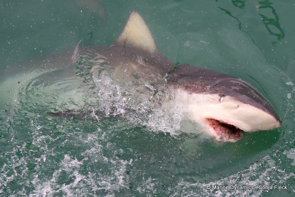 Bronze whaler shark, South Africa