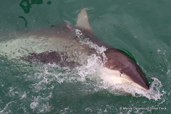 Bronze whaler shark, South Africa