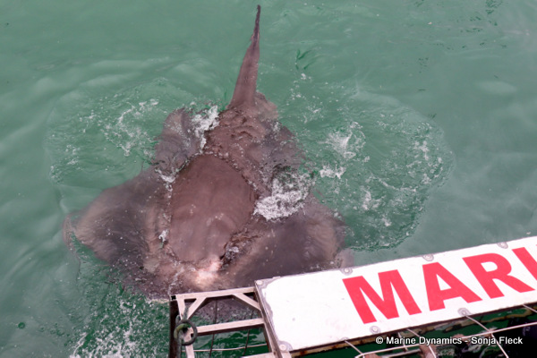 Short-tail stingray, South Africa