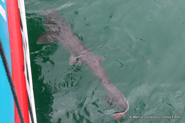 7Gill shark, South Africa