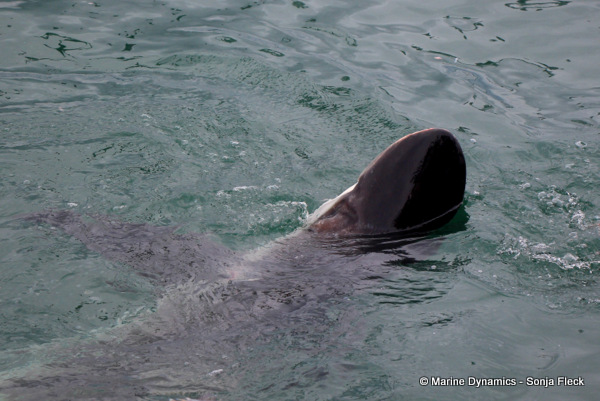 Bronze whaler shark, South Africa