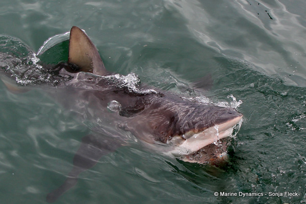 Bronze whaler shark, South Africa
