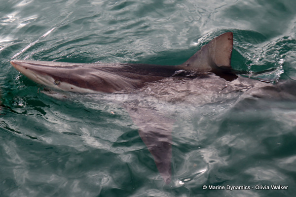 Bronze Whaler shark, South Africa
