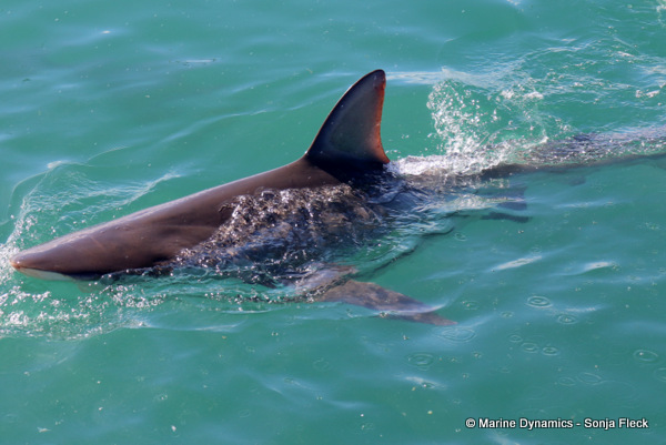 Bronze whaler shark, South Africa