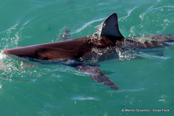 Bronze whaler shark, South Africa