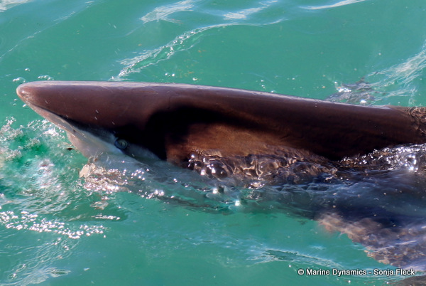 Bronze whaler shark, South Africa