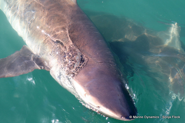 Bronze whaler shark, South Africa