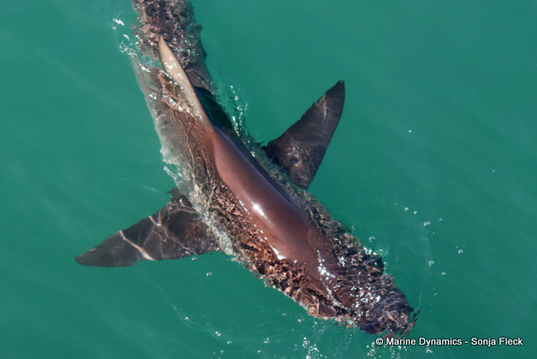 Bronze whaler shark, South Africa