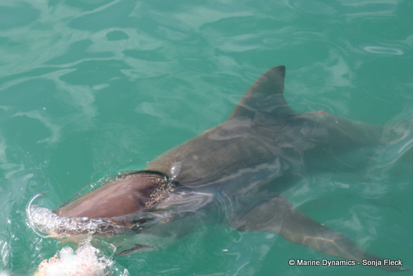 Bronze whaler shark, South Africa