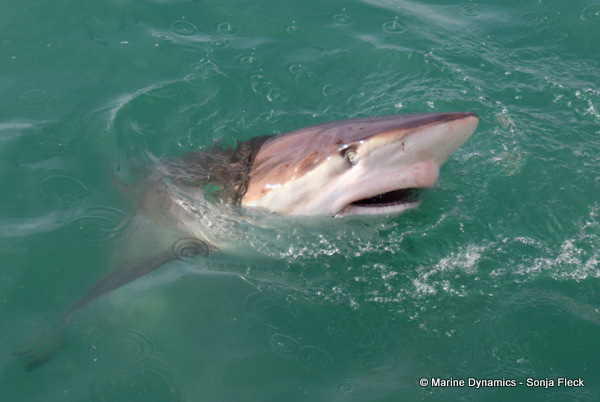 Bronze whaler shark, South Africa