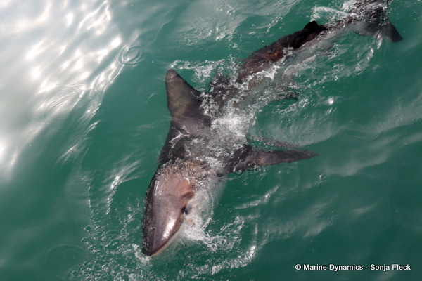 Bronze whaler shark, South Africa
