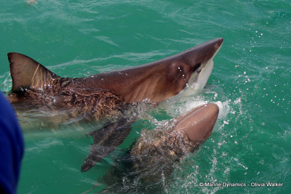 Bronze Whaler shark, South Africa