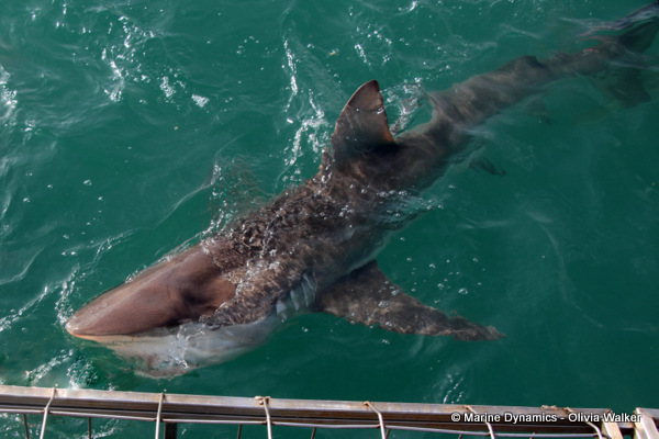 Bronze Whaler shark, South Africa