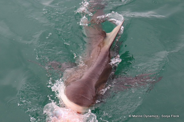 Bronze whaler shark, South Africa