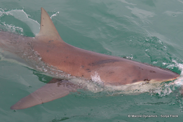 Bronze whaler shark, South Africa