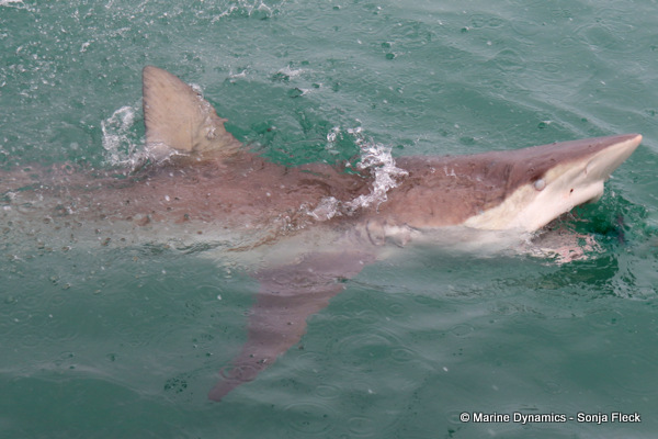 Bronze whaler shark, South Africa