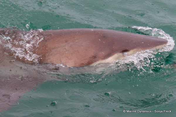 Bronze whaler shark, South Africa