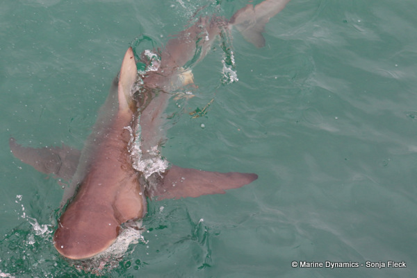 Bronze whaler shark, South Africa