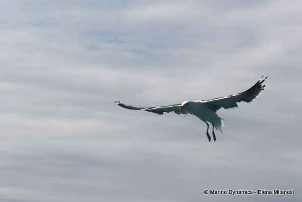 Cape gull, South Africa