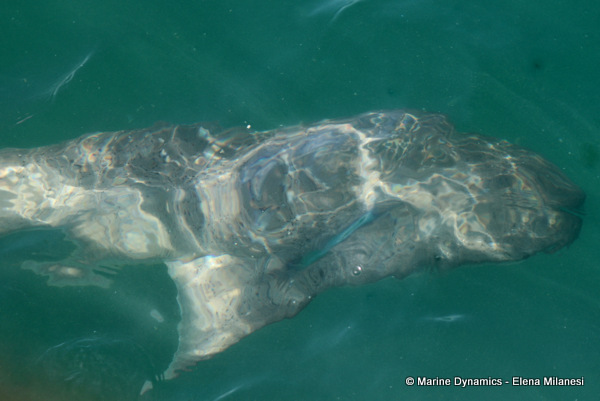 Sevengill shark, South Africa 