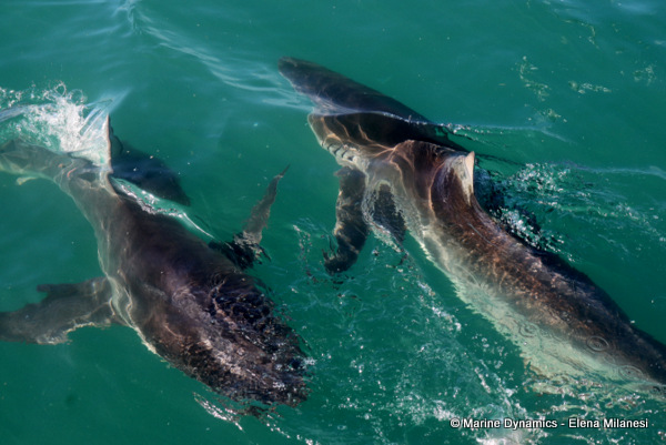 Bronze whaler shark, South Africa 
