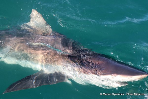 Bronze whaler shark, South Africa 