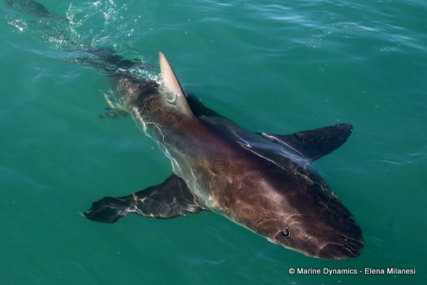 Bronze whaler shark, South Africa 