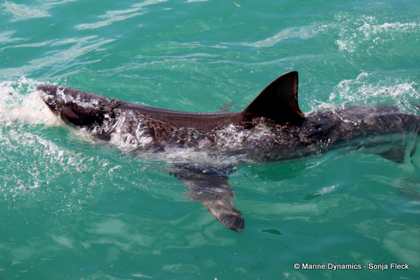 Bronze whaler shark, South Africa