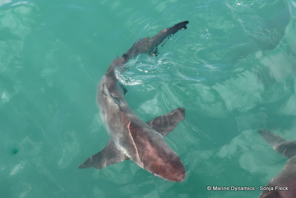 Bronze whaler shark, South Africa