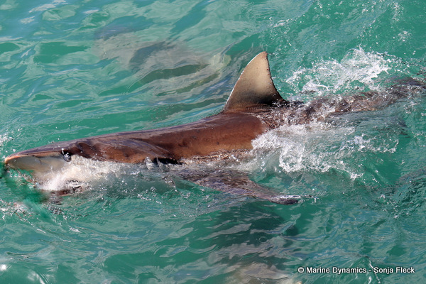 Bronze whaler shark, South Africa