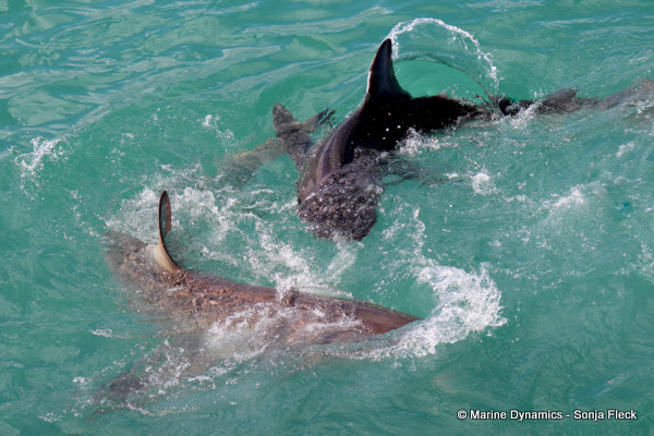 Bronze whaler shark, South Africa