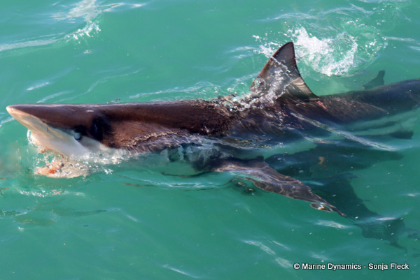 Bronze whaler shark, South Africa