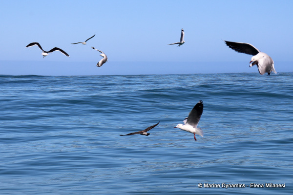 Hartlaub's gulls, South Africa