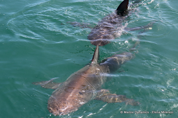 Bronze whaler shark, South Africa