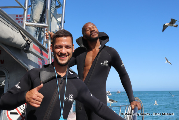 shark cage diving, South Africa