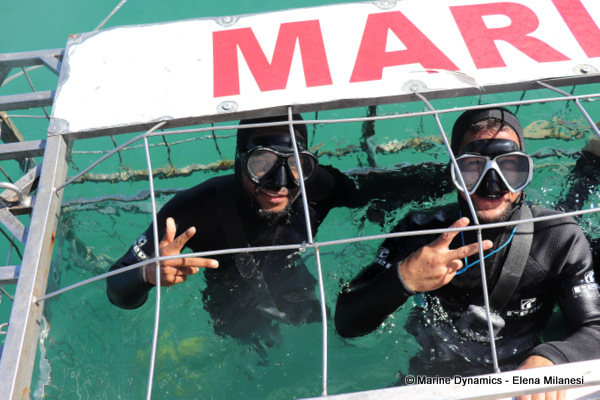 shark cage diving, South Africa
