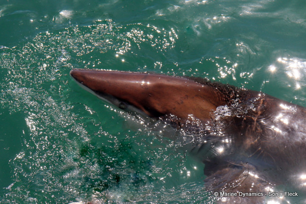 Bronze whaler shark, South Africa