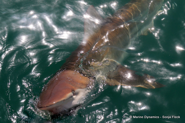 Bronze whaler shark, South Africa