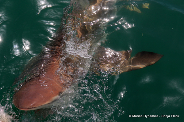 Bronze whaler shark, South Africa