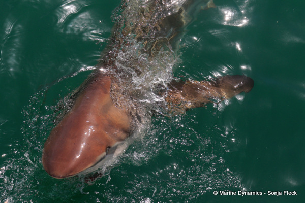 Bronze whaler shark, South Africa