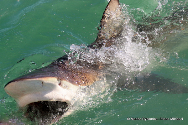 Bronze whaler shark, South Africa 