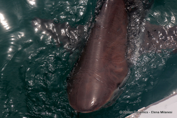 Bronze whaler shark, South Africa 