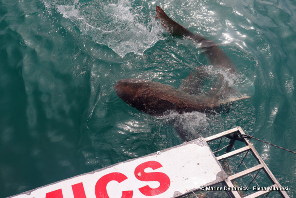 Bronze whaler shark, South Africa 