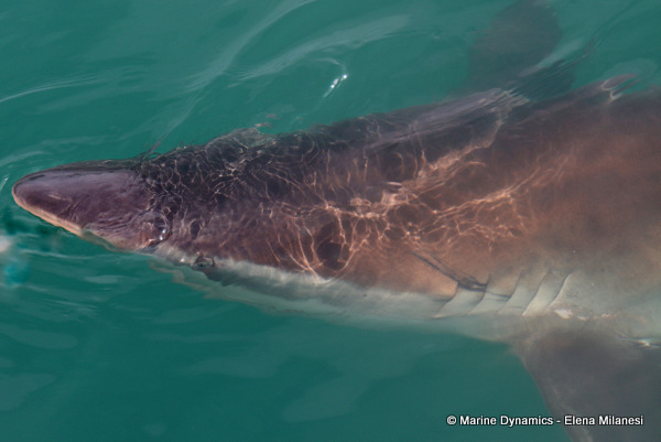 Bronze whaler shark, South Africa 