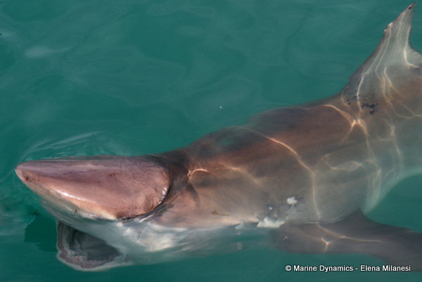 Bronze whaler shark, South Africa 