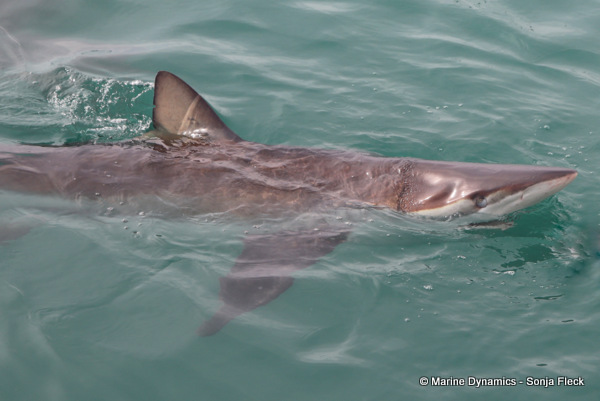 Bronze whaler shark, South Africa