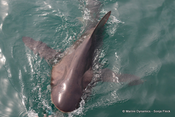 Bronze whaler shark, South Africa